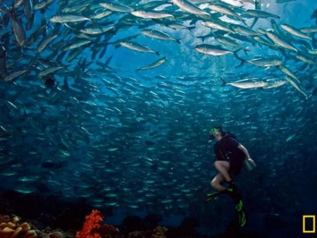 全球八大顶级潜水地点 最美丽的水下乐园