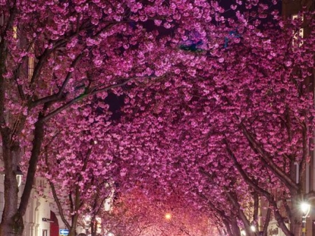 全球五大最美春天：京都白，波恩粉…每一个都美到炸