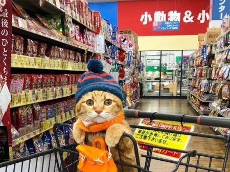 爱逛超市的橘猫走红网络 画风认真乖巧萌翻网友
